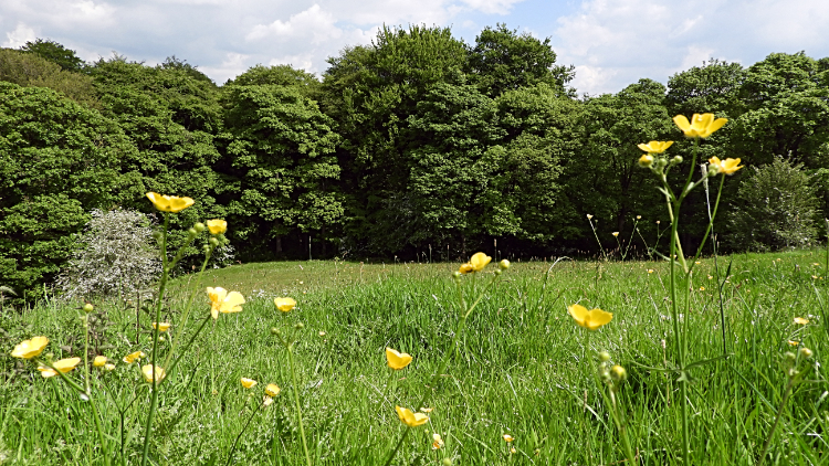 Flower meadow and Judy Woods