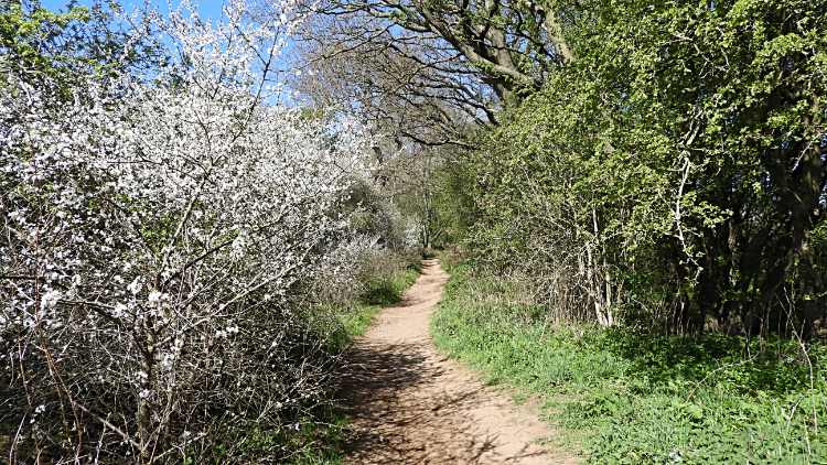 Path through Ragdale Plantation