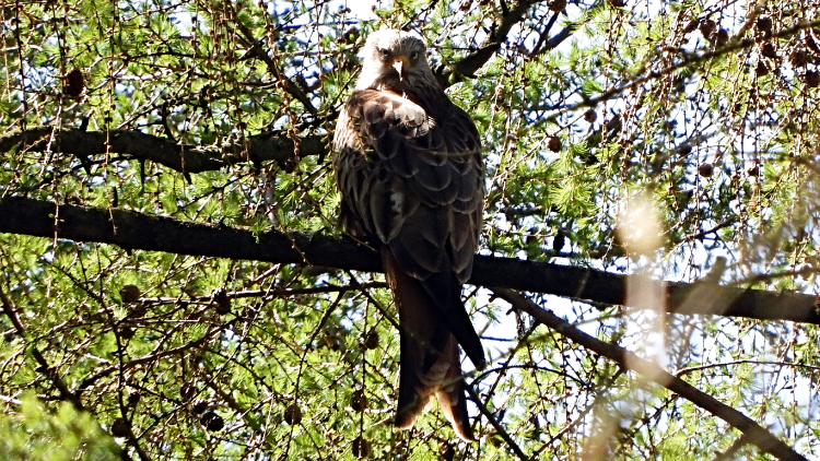 The Red Kite