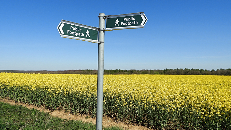 Fields of Rape Seed