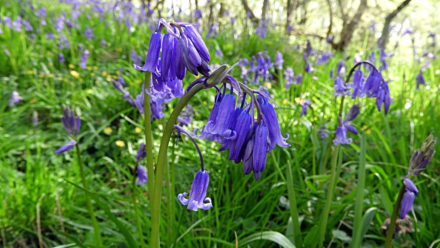 Beautiful Bluebells