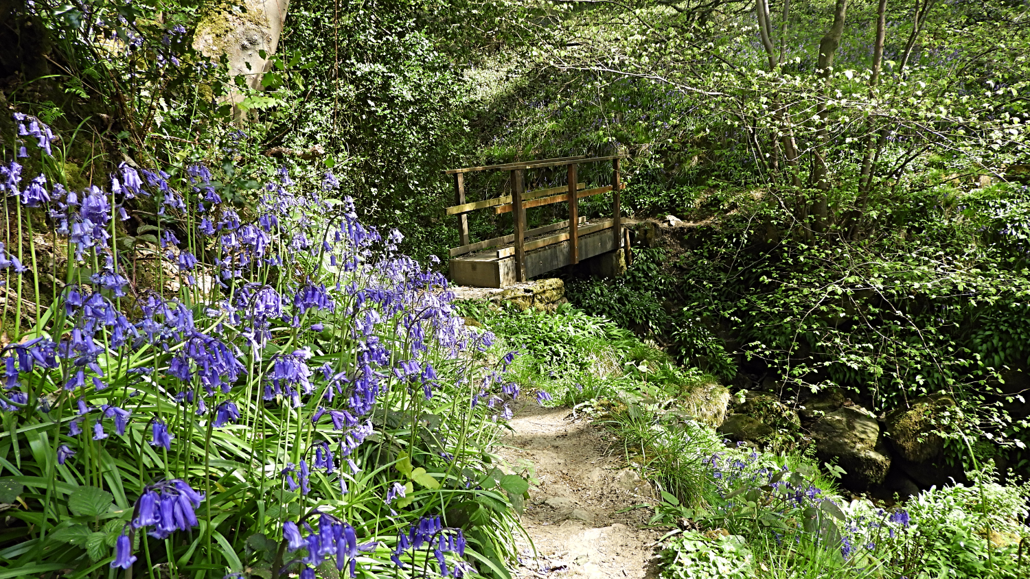 Footbridge and flowers