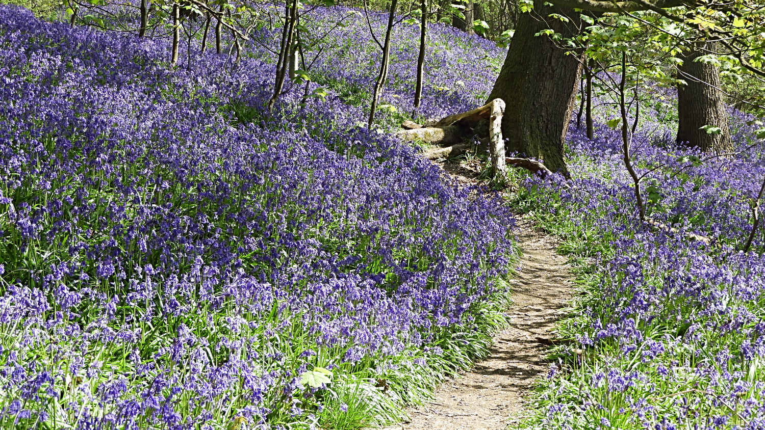 Path through Middleton Woods