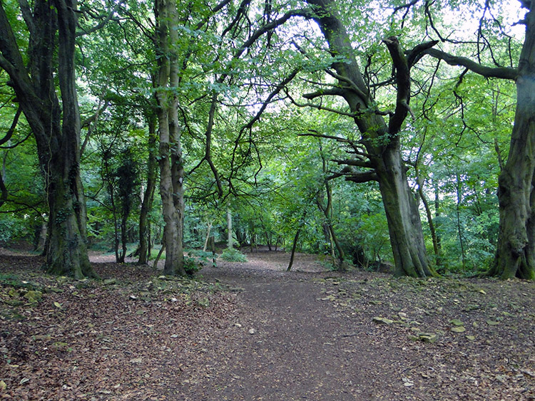 Woodland on Fish Hill