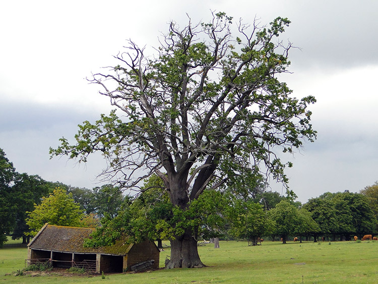 Cow Byre under tree near Stanway