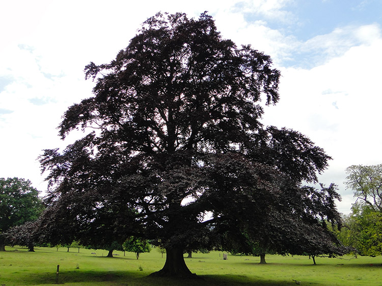 Copper Beech near Rayer's Brake