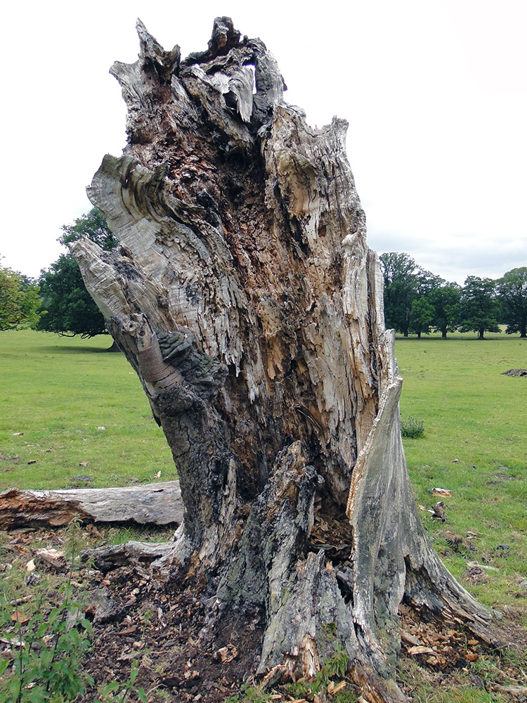 The perishing remains of a once majestic tree