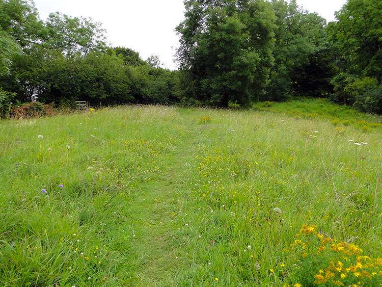 Open idyll near Lineover Wood