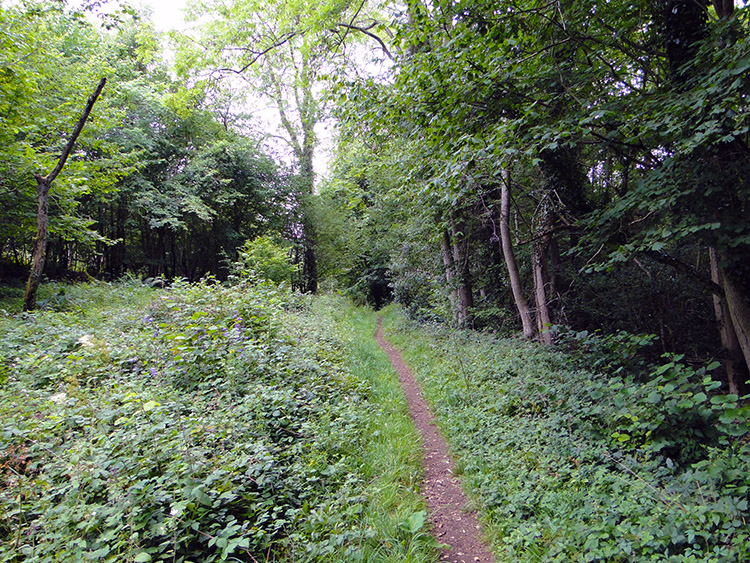 Into the tree canopy