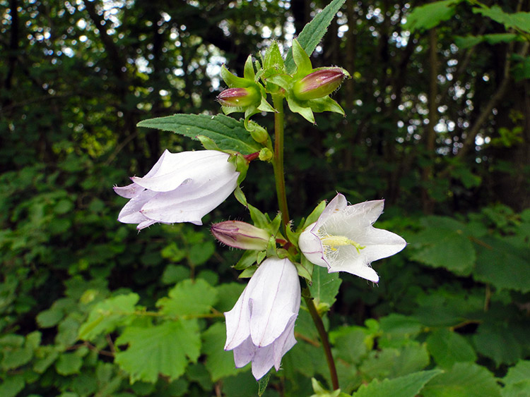 Bellflower