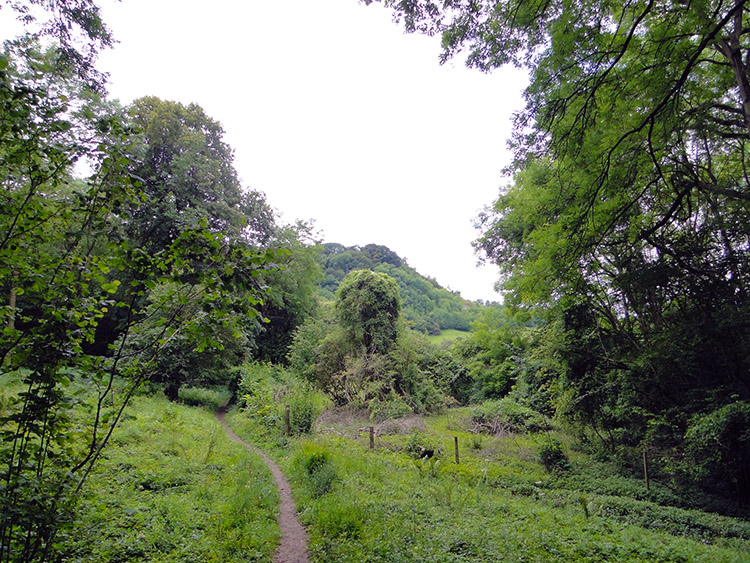 Luscious greenery everywhere