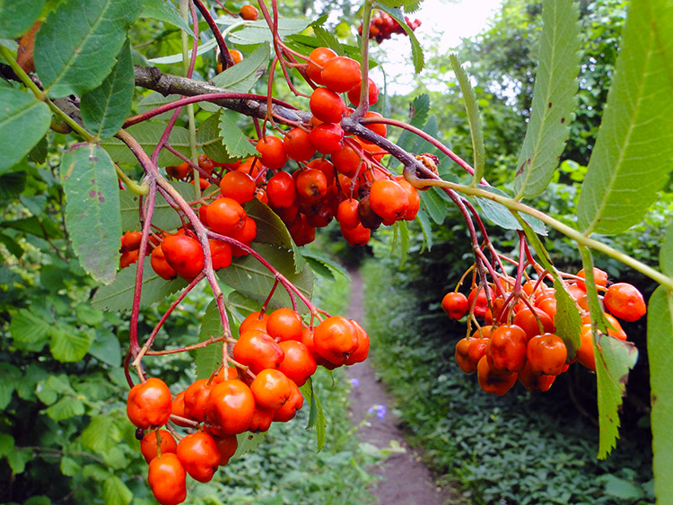 Berries