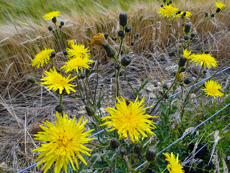 Dandelions are beautiful too