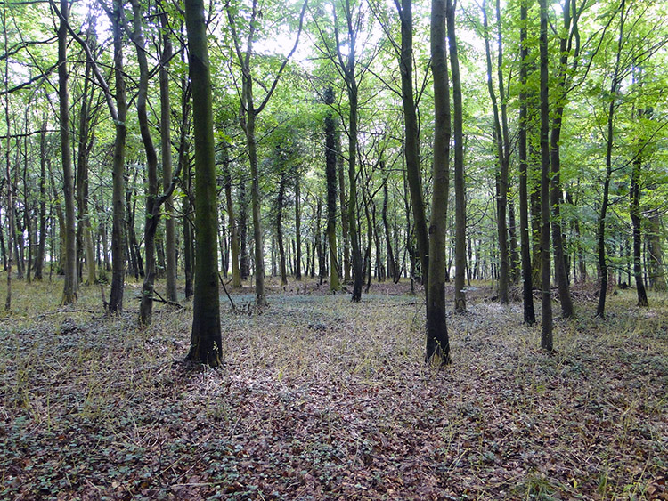 Brockworth Wood