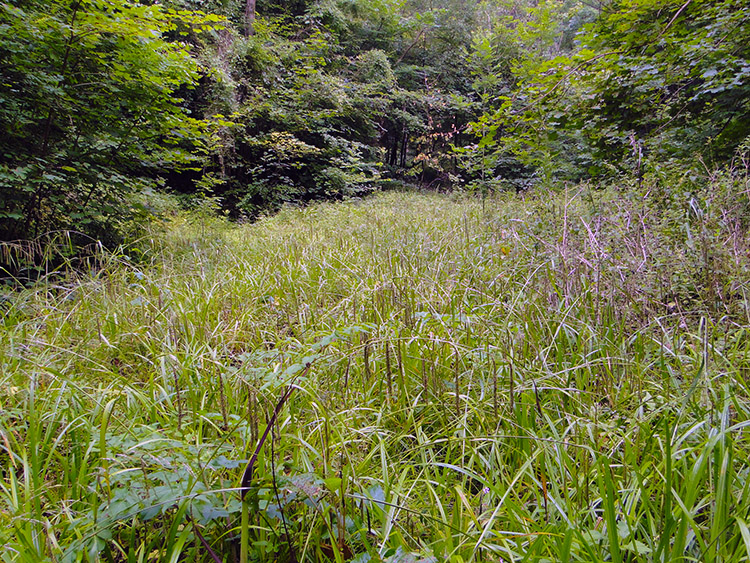 Lush grass in a woodland glade near The Buckholt