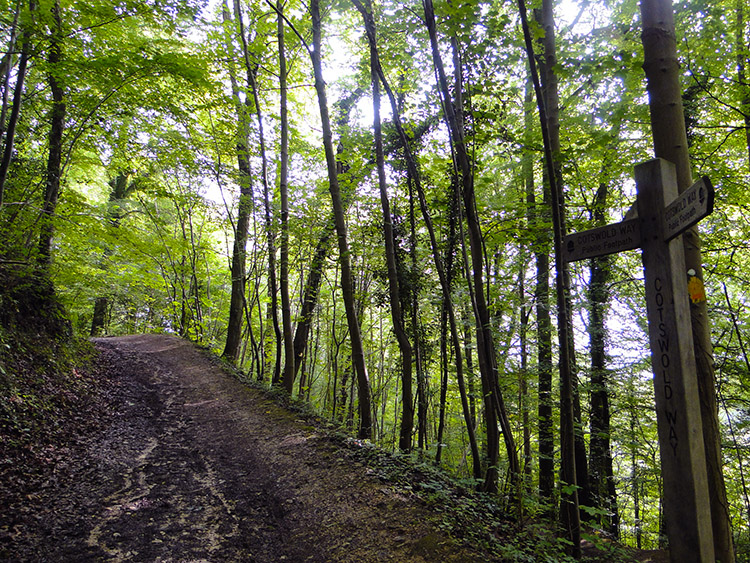 The woodland track through Cooper's Hill Wood