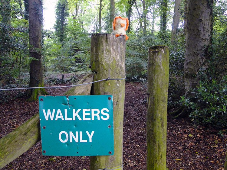 Guarding a wooded copse near Painswick House