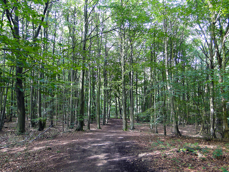 The path through Halliday's Wood