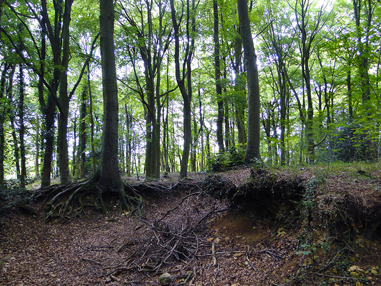 Tree roots undercut in Cliff Wood