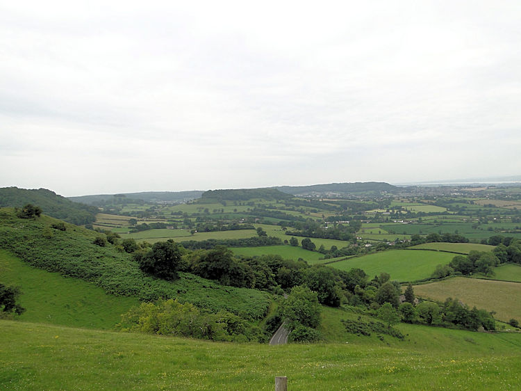 Coaley Wood near Nympsfield