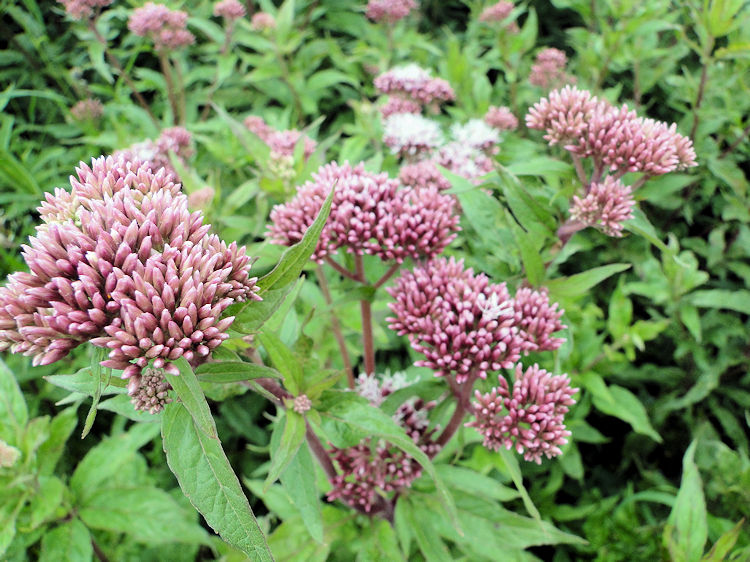 Unusual pink flowers on Frocester Hill