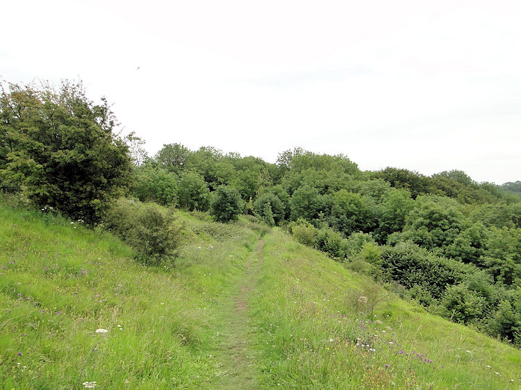 Coaley Wood