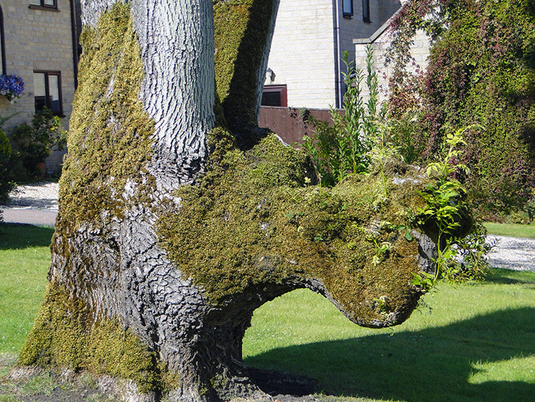 Knolled tree in Horton