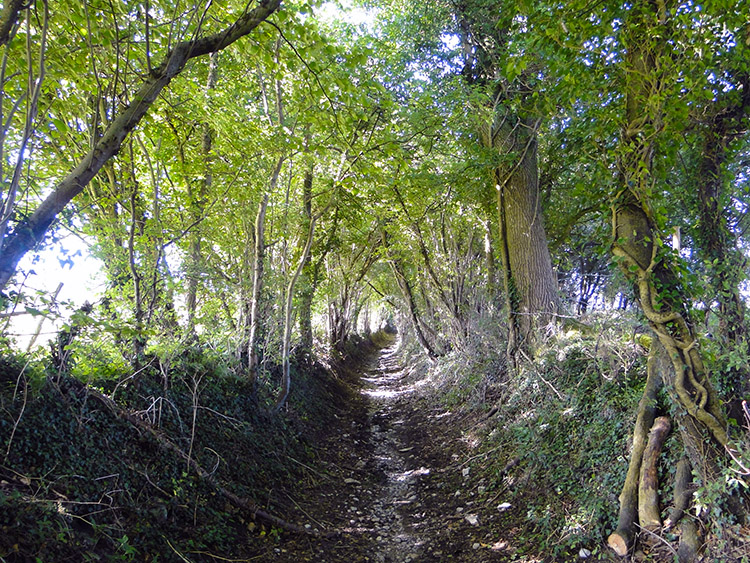 Natural shade footpath between Beach and Hanging Hill