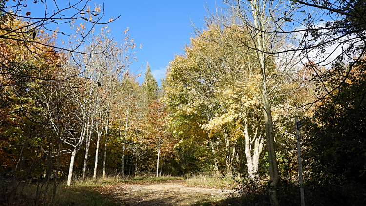 Woodland at Hill Barn
