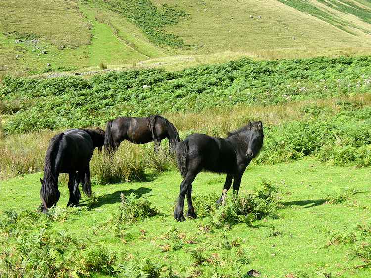 Wild Horses of the Howgill Fells