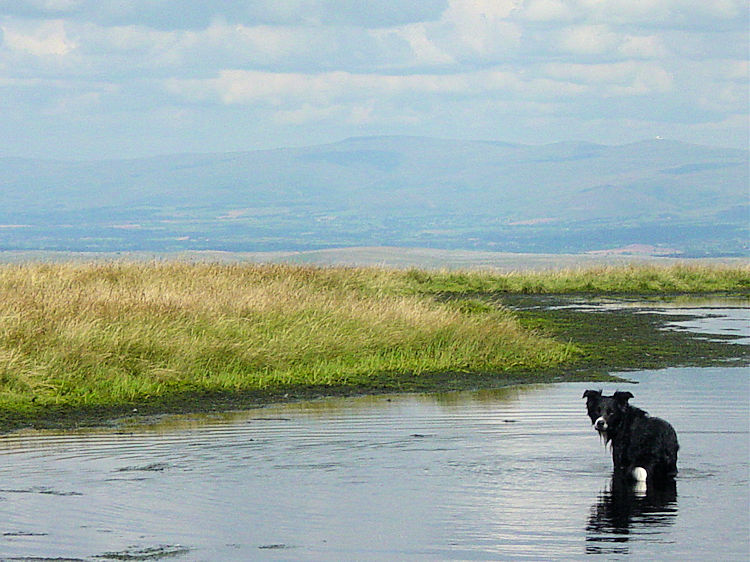A sheepdog cools down in the small tarn near the Calf