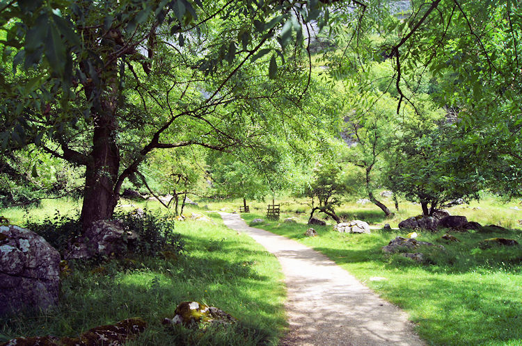 Beautiful trees near to Malham Cove