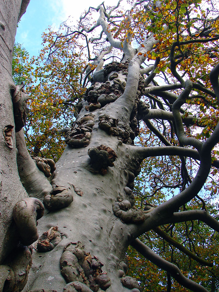 A very gnarled tree