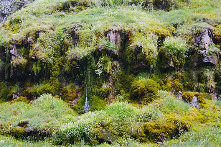 Water seeping through grasses into Gunnerside Beck