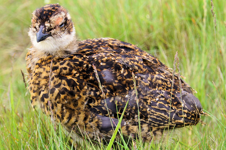 Young Grouse on Melbecks Moor