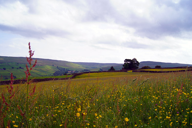 Swaledale Meadows