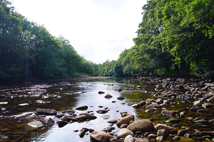 Woodland avenue beside the River Swale