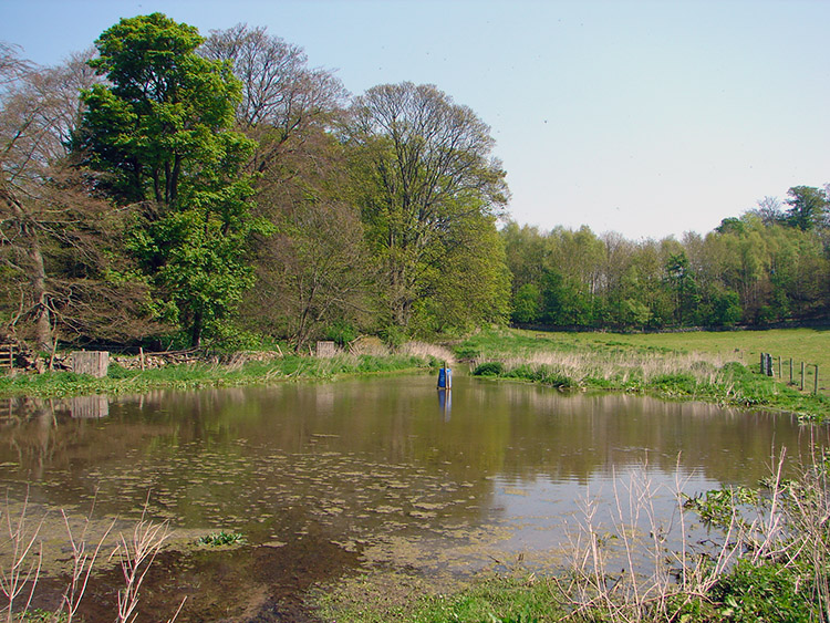 A pond at Wellclose Plantation