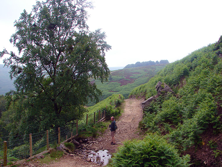 Near Woo Gill on the Nidderdale Way