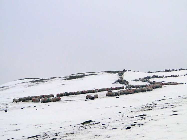 Sheep feeding on the moor