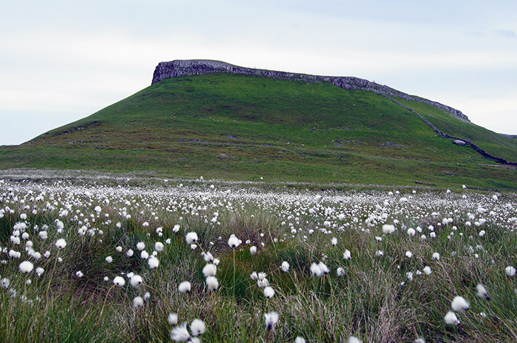 Looking to Addleborough over a field of Cotton Grass