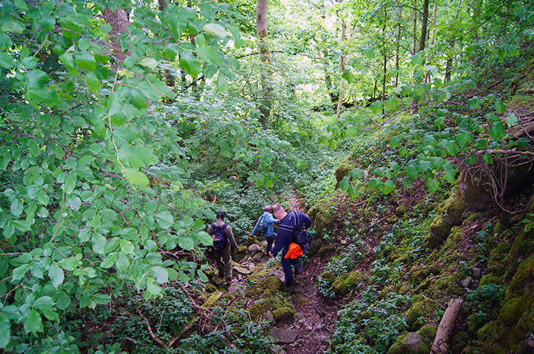 Descending Brough Scar through woodland