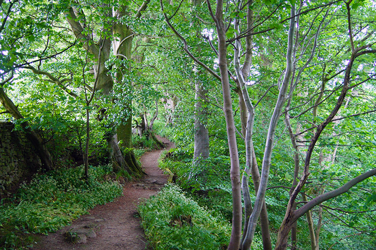 Through the wood to Mill Gill Force