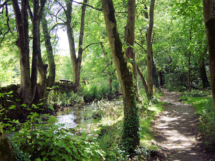 Malham woodland