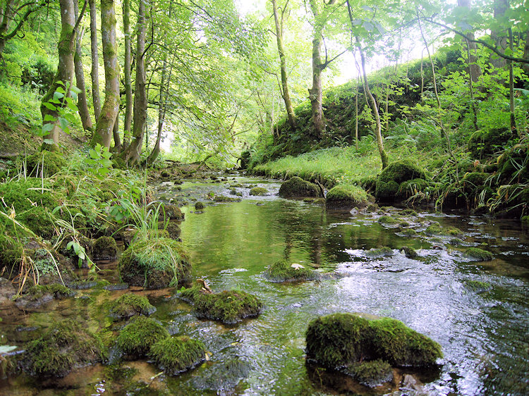 Gordale Beck flowing through Wedber Wood