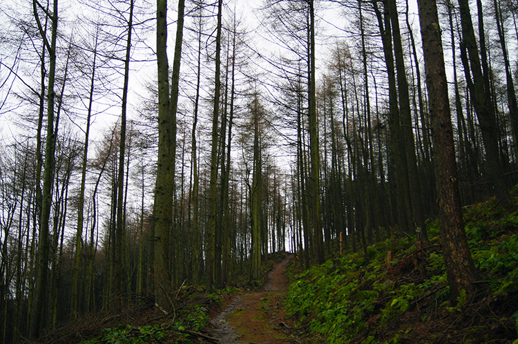 Grey Yaud Plantation