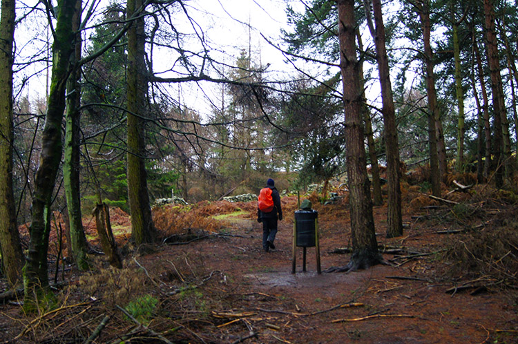 Exiting Grey Yaud Plantation toward Moor Cote