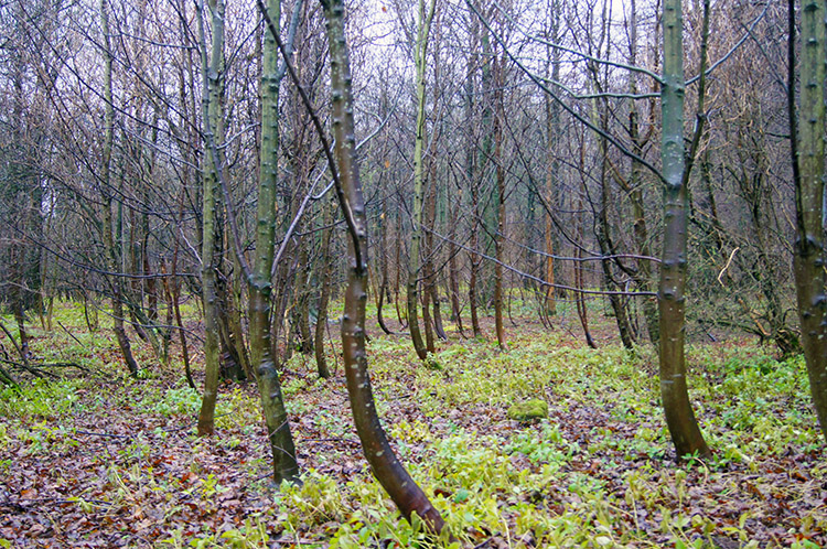 North Wood at Masham Bank