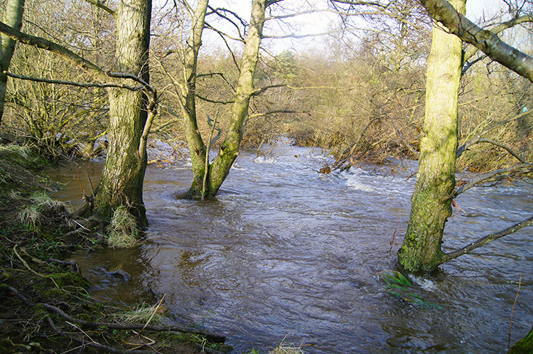 River Ure on new ground near Cover Bridge