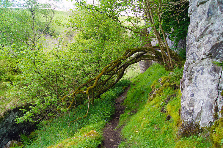 The narrow path to Kisdon Force skirts Birk Hill